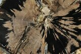 5.7" Polished Petrified Wood (Schinoxylon) End-Cut - Wyoming - #184825-1